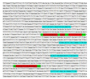 Location of target sequences (red color) with NGG (PAM sequence, green) and primers (blue) for T7E1 assay in the nucleotide sequence of zebrafish pnp4a gene