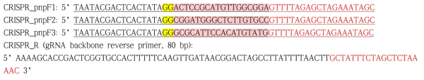 Nucleotide sequences of forward (57 bp) and reverse primers (80 bp) used for the synthesis of gRNA
