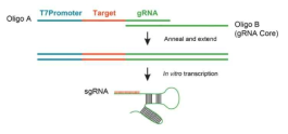 Progress of sgRNA (single-guided RNA) synthesis