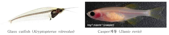 Glass catfish와 제브라피쉬 케스퍼계통의 외형과 체색 (Source: www.aboutfishonline.com; White et al., 2008)