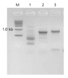 Amplification of the DNA fragments of pnp4a gene of glass catfish(1), glassfish(2) and zebrafish(3). Amplified genes are located between exon 2 and 3, and thus include intron 2