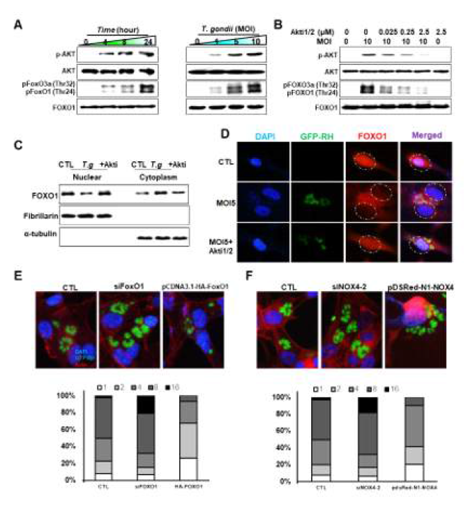 T. gondii 감염에 의한 FoxO phosphorylation 증가 및 nucleus-to-cytosol translocation 증가 양상 A. T. gondii 감염 시간 및 MOI 증가에 따른 FoxO phosphorylation의 증가 B. Akt specific inhibitor를 사용하여 T.gondii 에 의한 FoxO phosphorylation 증가가 Akt에 의해 중개됨을 확인 C. Nucleus- , cytosol- protein extract fractionation을 통한 FoxO의 핵외 이동을 확인 D. Flourescent Immunohistochemistry 기법을 사용하여 C에서의 결과를 재확인 E. FoxO1 과발현에 의한 T. gondii 증식률 억제 효과 F. Nox4 과발현에 의한 T. gondii 증식률 억제 효과