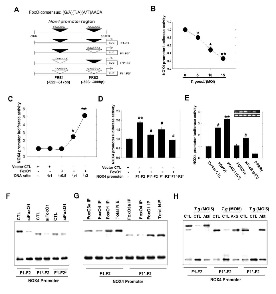 Foxo전사인자의 Nox4 promoter에 대한 활성조절 여부 분석 A. Nox4 promoter sequence (1 kb)에 대한 in silico 분석을 통해 밝혀진 잠재적 FoxO binding cis-elements (FoxO Response Element, FRE). B. T. gondii 감염도에 따른 Nox4 promoter - lucieferase reporter 활성 C. FoxO 과발현에 따른 Nox4 promoter - lucieferase reporter 활성 D. FRE sequence point mutation에 따른 Nox4 promoter activity 변화 측정 (FoxO전사인자의 Nox4 promoter에 대한 sequence specific binding 확인) E. FoxO와 기존의 다른 전사인자들간의 Nox4 promoter에 대한 전사 효율 비교 F. FoxO1 silencing을 통한 FoxO와 Nox4 promoter간의 direct specific binding 확인 G. FoxO family member간 Nox4 promoter에 대한 affinity 비교 H. T. gondii 감염에 의한 FoxO/Nox4 promoter interaction의 조절