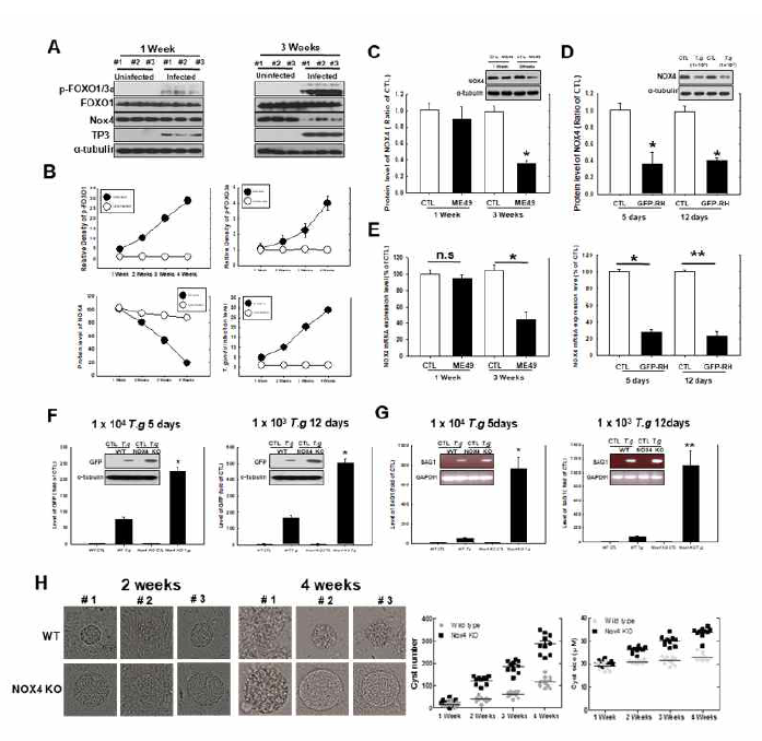 Occular toxoplasmosis 동물모델 (mouse)에서의 T. gondii 감염에 의한 FoxO phosphorylation 증가 및 Nox4의 감소와 Nox4결핍이 톡소포자충 감염에 미치는 영향. A, B. 톡소포자충에 의한 mouse eye에서의 FoxO phosphorylation 증가 C, D, E. 톡소포자충에 의한 mouse eye에서의 Nox4 발현 억제 (Western blot 및 real-time Q PCR 결과) F, G. Nox4 KO mouse에서 T. gondii 감염의 증가 양상 H, Nox4 KO mouse에서 brain내 T. gondii cyst 크기 및 수의 증가 양상