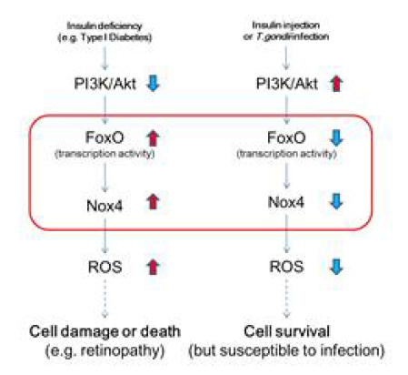 본 연구에서 규명하게 될 FoxO 전사인자에 의한 Nox4 조절 기전 및 관련 질병