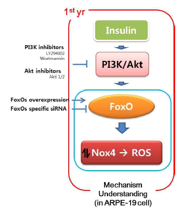 1차년도 주요 연구 내용. PI3K-Akt-FoxO 경로에 의한 Nox4 발현 여부를 확인