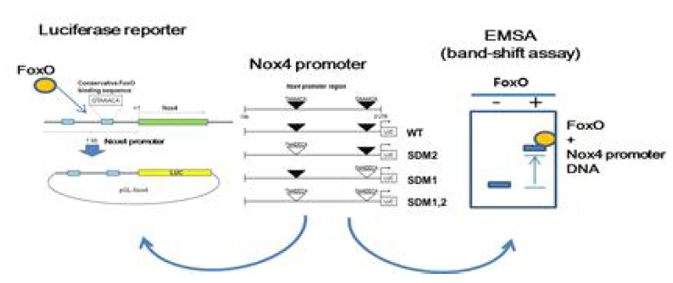 2차년도 주요 연구 내용. FoxO 전사 인자가 Nox4 프로모터에 직접 작용하여 발현을 조절함을 밝히기 위한 실험 디자인