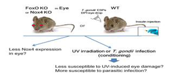 3차년도 주요 연구 내용. Deficiency mouse 또는 Nox4 발현 억제 처치를 통한 Nox4 발현 조절 확인 및 ROS–의존적 질병 증상의 변화 관찰