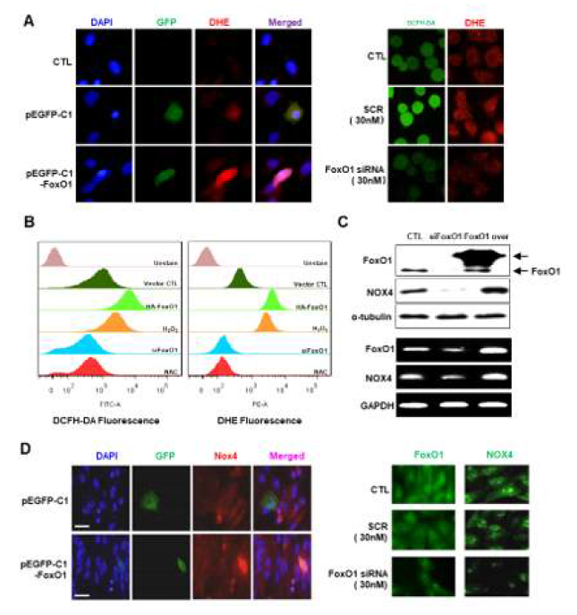 FoxO1 과발현 또는 gene silencing에 의해 세포 내 ROS 및 NOX4의 양적 변화가 일어남을 확인. A. FoxO1-GFP의 과발현 및 FoxO1 specific siRNA을 통해 세포내 superoxide가 증가 또는 감소함을 immunohistochemistry를 통해 확인 B. 마찬가지로 FACS를 통해 정량적 확인 C. FoxO1-GFP의 과발현 및 siRNA을 통해 세포 내 Nox4의 양이 증가 또는 감소함을 Western blot 및 RT-PCR을 통해 확인. D. GFP만 발현하는 control group 세포에 비해 FoxO1-GFP를 과발현하는 세포에서 NOX4의 세포 내 양이 증가함을, 반대로 FoxO1 siRNA을 처리하였을 경우에는 감소함을 형광 현미경으로 확인