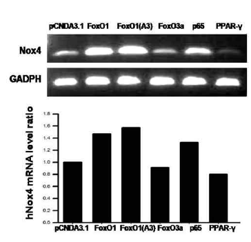 FoxO family 전사인자 및 다른 기타 잠재적 NOX4 조절 가능 후보 들간의 NOX4 mRNA 전사량 정도 비교. FoxO1 WT 보다 phosphorylation site를 mutation 시킨 FoxO1(A3)이 더 많은 NOX4 발현량을 나타냈으며, 다른 전사인자들, FoxO3a 및 NF-kB (p65), PPAR-r는 상대적으로 낮은 NOX4 전사량을 보임