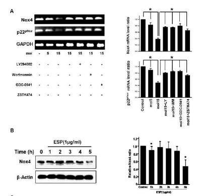 Insulin과 유사효과를 일으키는 Toxoplasma gondii를 감염시켰을 경우 ARPE-19 cell에서의 NOX4 발현의 변화 및 PI3K inhibitor의 효과 A. T.gondii 감염에 의한 PI3K 활성 및 PI3K inhibitor처리에 따른 NOX4 발현량의 변화 B. Insulin과 유사효과를 일으키는 T. gondii ESP 처리에 의한 세포내 NOX4 단백질 발현의 감소