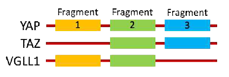 다양한 coactivators의 TEAD YBD 결합 fragment