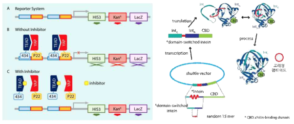 박테리아 Reverse two-hybrid system (RTHS) 모식도(좌) 및 고리형 펩타이드 발현 과정(우)