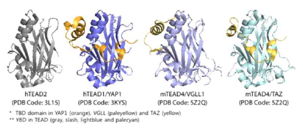 TEAD YBD 와 다양한 co-activators