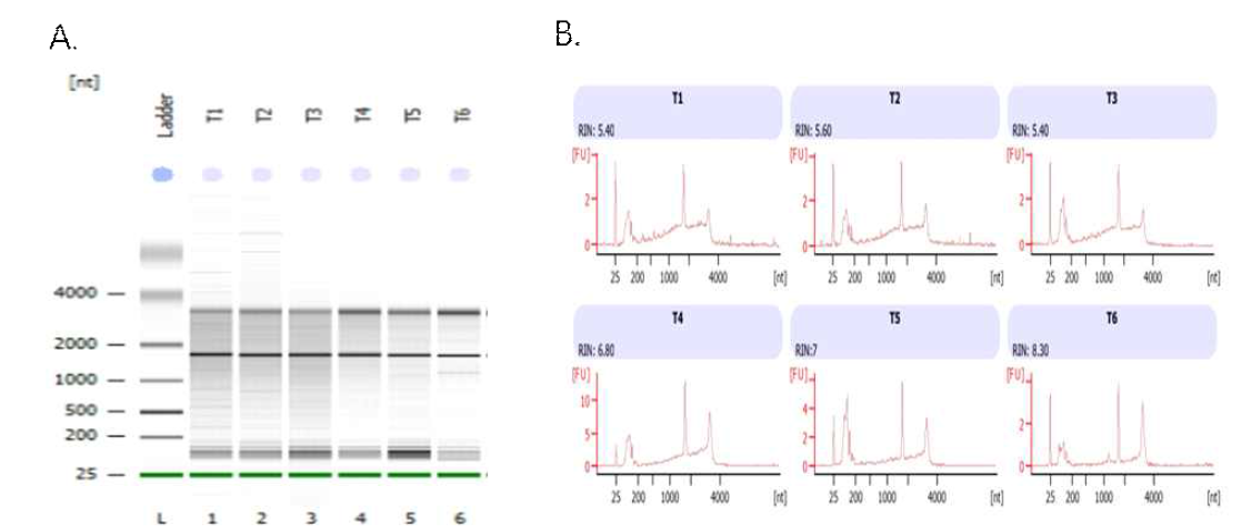 CD4 T cell RNA의 electrophoresis (A) and Bioanalyzer nanochip (B) 분석 (Isograft, T1,T2,T2; Allofraft, T4,T5,T6)