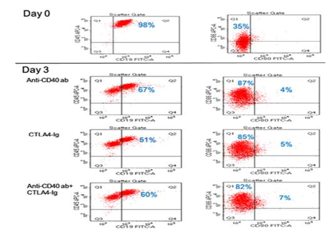 B cell 의 분화능과 anti-CD40ab, CTLA-Ig의 조절연구