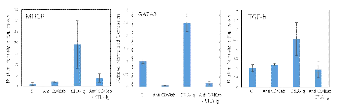 B cell에서 CTLA-4-Ig에 의한 MHCII, GATA, TGF-β1의 발현 연구. Measurements were performed in triplicate and the data presented means ± SEM