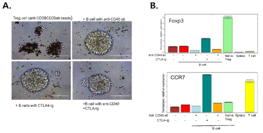 항원 특이 Treg cell의 Fox3, CCR7 발현. Measurements were performed in triplicate and the data presented means ± SEM