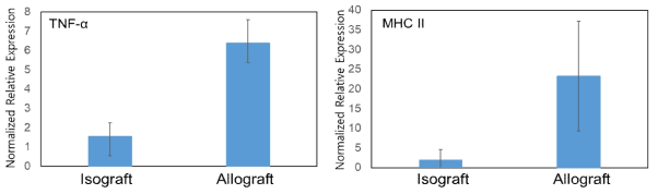 Isograft (n=3)와 Allograft (n=3) 에서 염증반응 TNFa와 T cell 활성 MHCII 의 발현. The data presented means ± sdv