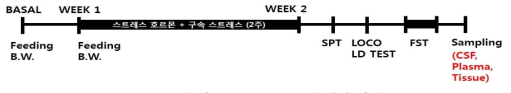 우울증 동물 모델 제작 과정