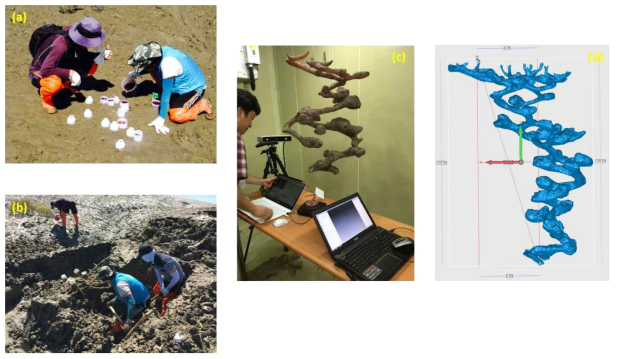 가재붙이 서식굴 표본 및 3D 모델 제작 과정, (a) 가재붙이 둔덕 (mound)에 레진 투입, (b) 서식굴 표본 채집, (c) 3D 스캐너를 이용한 3D 모델 제작, (d) 서식굴 수치, 구조 및 형태 분석