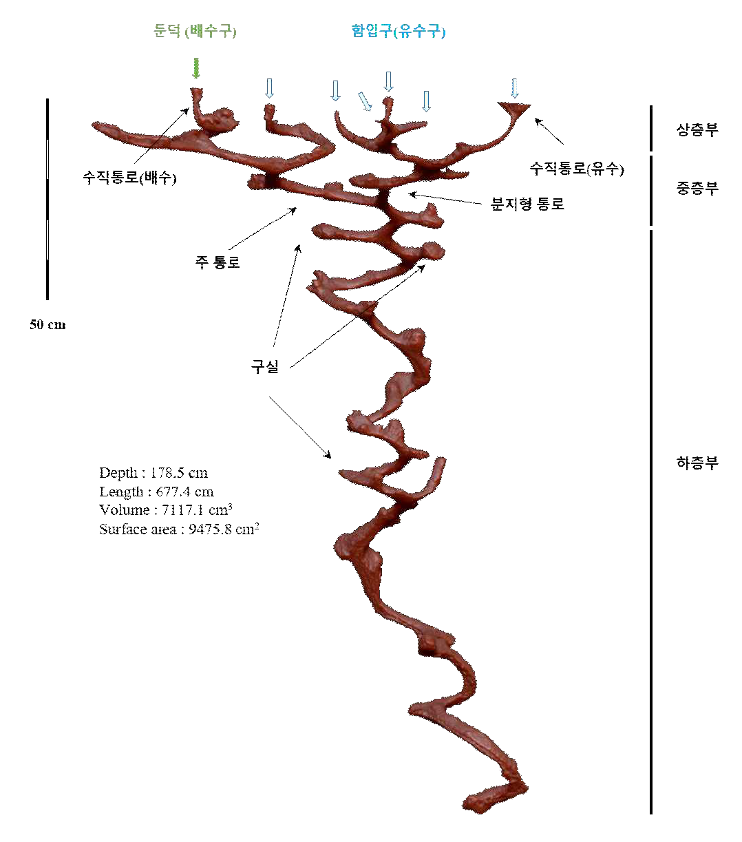 곰소만 갯벌 가재붙이 서식굴 표본