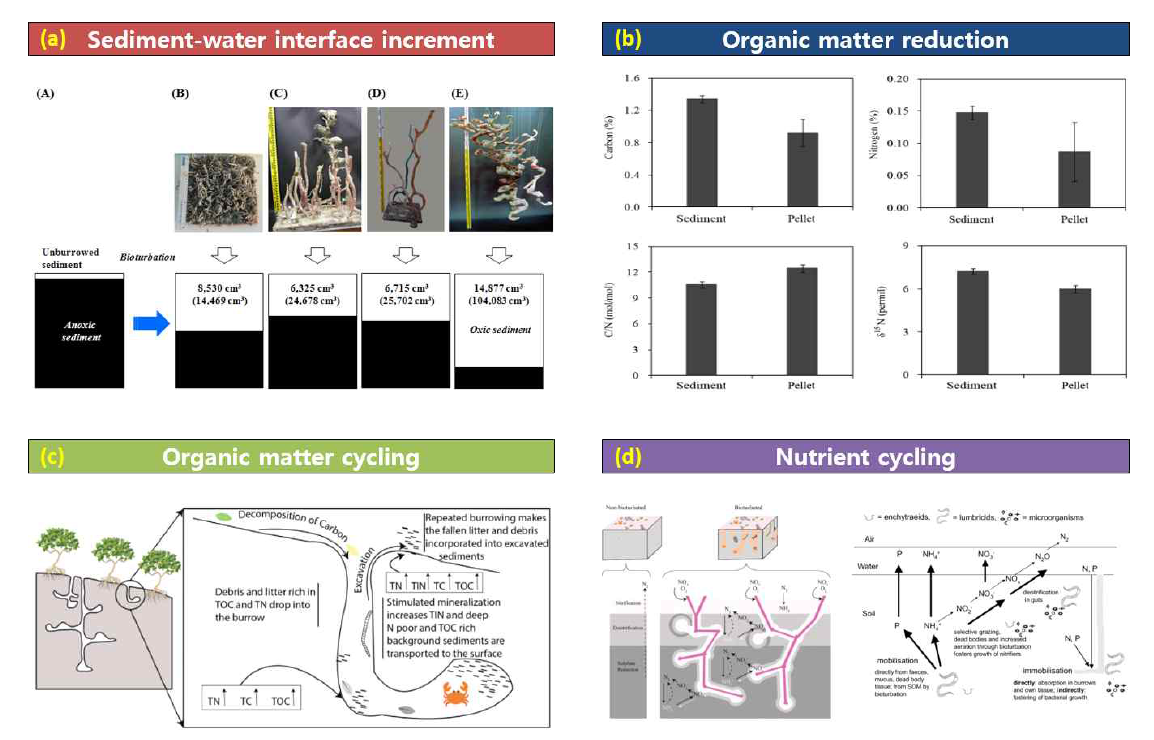 갯벌 대형저서동물의 생물교란이 갯벌 퇴적층의 생지화학적 변화에 미치는 영향의 예 (a) 갯벌 대형저서동물 서식굴에 의한 퇴적물-물 경계면 증가, (b) 칠게 섭식활동에 의한 표층 퇴적물의 유기물 제거, (c) 갯벌 대형저서동물 서식굴 생성, 유지 및 보수에 의한 유기물 순환, (d) 갯지렁이의 섭식 및 배설활동에 의한 영양염 순환