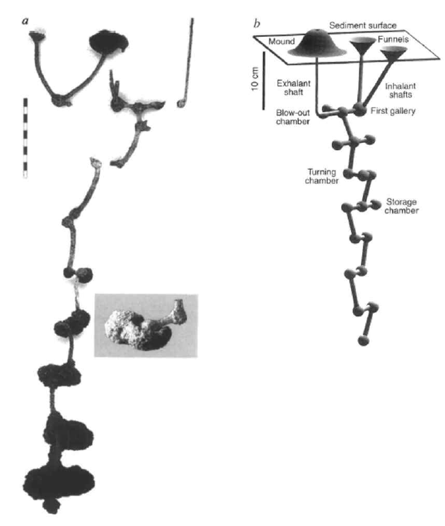 Callianassa truncata의 서식굴 구조 및 형태 (a) 레진 캐스팅을 이용해 제작된 서식굴 표본, (b) 서식굴 3D 모델