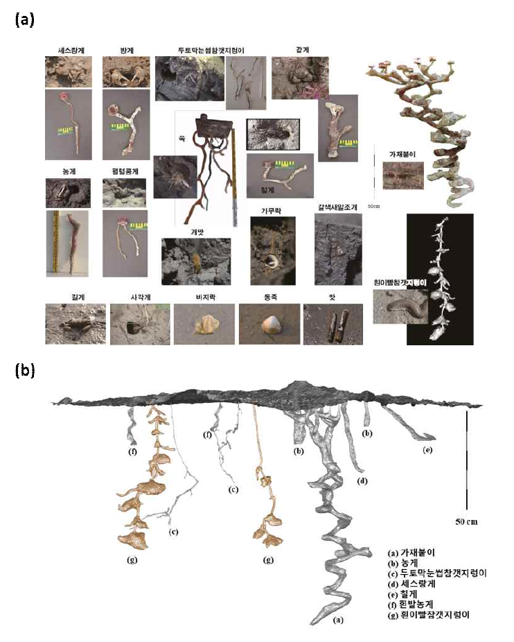 국내 갯벌 대형저서동물 서식굴 연구 (a) 국내 갯벌 대형저서동물 21종의 서식굴 구조 및 형태, (b) 국내 갯벌 대형저서동물의 서식굴 3D 모델