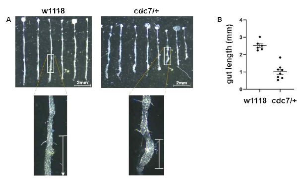 cdc7 mutant fly의 gut 발생 이상