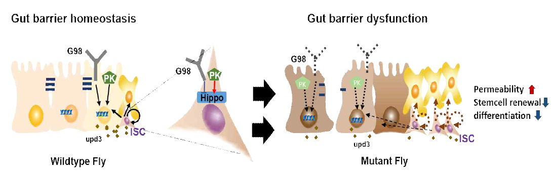 GPCR98과 cdc7에 의한 intestine epithelial homeostasis 유도 기전 모식도