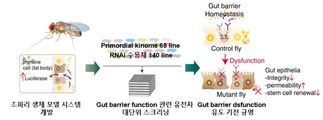 초파리 생체 모델 시스템을 이용한 gut barrier dysfunction 연구 모식도
