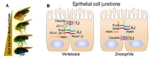 gut barrier dysfunction 연구를 가능하게 하는 Drosophila와 vertibrate 간의 well-conserved components. TJ: tight junction, AJ: adherens junction, SJ: septate Junction ( the Drosophila functional equivalent of the tight junction)