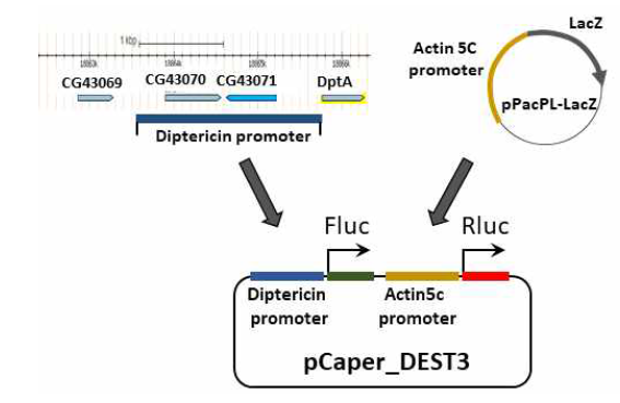 Diptericin promoter study와 reporter gene cloning