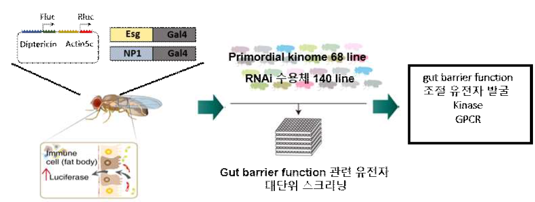 gut barrier function 조절 유전자 발굴을 위한 screening