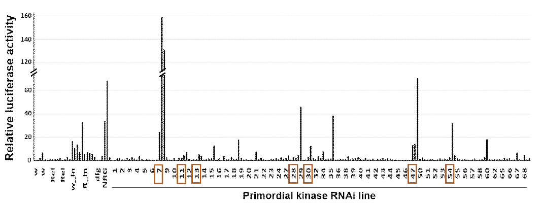 primordial kinome fly line을 이용한 gut barrier homeostasis와 관련한 유전자 screening