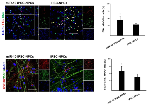 miR-10b를 과발현시킨 iPSC-NPCs 이식 후 host brain과의 연결망 유무를 확인하기 위한 FG 면역조직 화학검사 및 in vitro 상에서 시냅스 마커인 SVP-38 면역화학검사