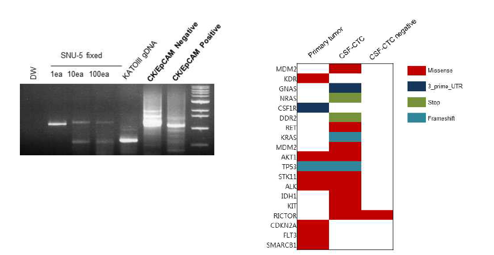 CTC의 단일세포 유전체 분석(Whole exome sequencing) 결과