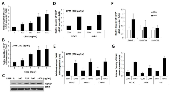 Epigenetic regulation of UPM-induced TXNIP expression