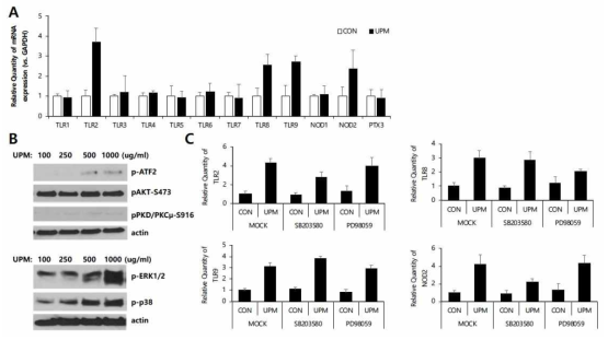 PRRs regulation by UPM