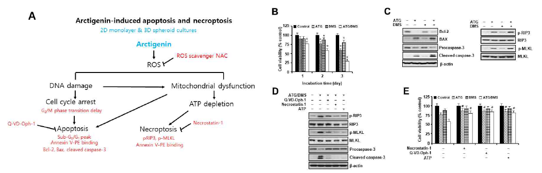 RPMI-2650세포에서 arctigenin과 dexamethasone의 apoptosis, necroptosis유도 효과. (A) 최종 결과 요약도. (B) 세포생존율분석 결과. (C) Apoptosis 및 necroptosis유도 관련 단백질 발현 분석 결과. (D) Apoptosis 저해제(Q-VD-Oph)와 necroptosis 저해제(necrostatin-1)전처리 후 apoptosis 및 necroptosis유도 관련 단백질 발현 분석 결과. (E) Apoptosis 저해제(Q-VD-Oph), necroptosis 저해제(necrostatin-1)전처리 후 세포생존율 분석 결과. ATG, arctigenin(5 uM); DMS, dexamethasone(12.5 uM)