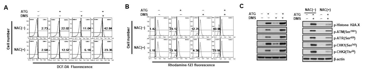 RPMI-2650세포에서 arctigenin과 dexamethasone의 pro-oxidant effects. (A) Flow cytometry를 이용한 ROS 측정 결과. (B) Flow cytometry를 이용한 mitochondrial membrane potential 측정 결과. (C) DNA damage response marker protein 발현 분석 결과. ATG, arctigenin(5 uM); DMS, dexamethasone(12.5 uM); NAC, N-acetylcysteine (5 mM)