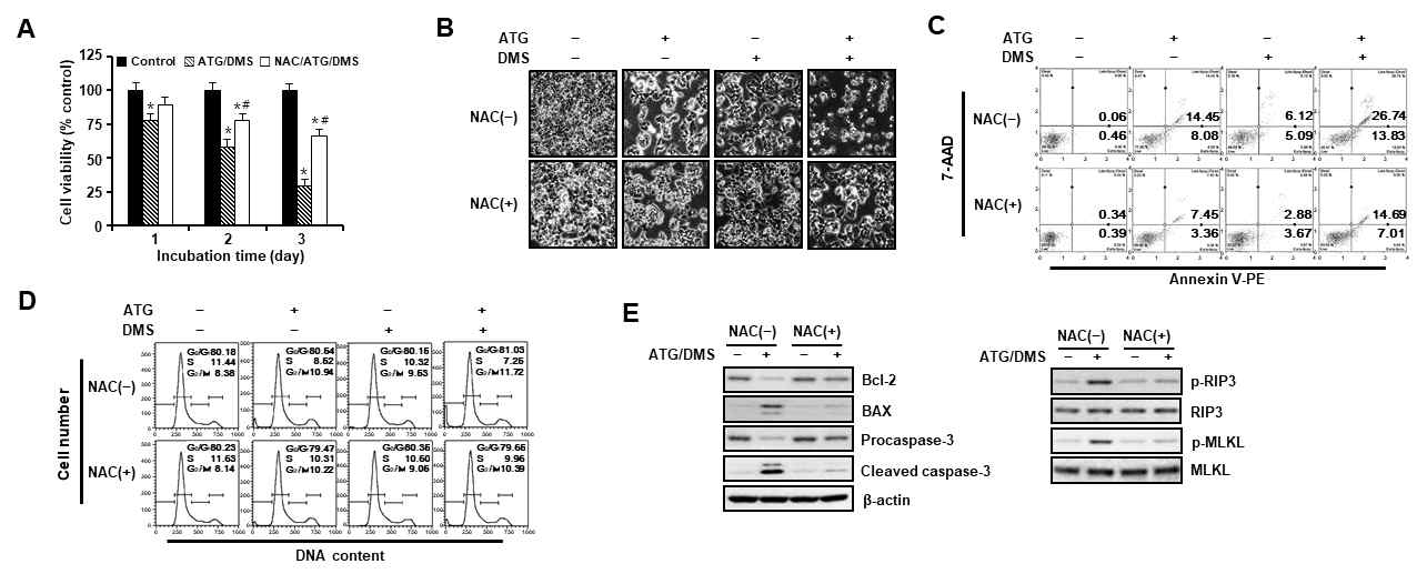 RPMI-2650세포에서 arctigenin과 dexamethasone의 세포사 유도시 ROS (reactive oxygen species) scavenger NAC 전처리 효과. (A) 세포 생존율. (B) cell morphology. (C) Annexin V-PE binding assay. (D) 세포주기 분석. (E) apoptosis 및 necroptosis유도 관련 단백질발현 분석 결과. ATG, arctigenin(5 uM); DMS, dexamethasone (12.5 uM); NAC, N-acetylcysteine (5 mM)