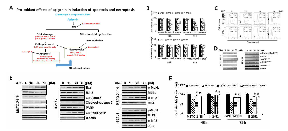 산성 환경에 적응시킨 MSTO-211H 및 H2452세포에서 apigenin에 의한 apoptosis & necroptosis유도 및 저해제 효과. (A) 최종 결과 요약도. (B) 세포생존율 분석 결과. (C) 세포주기 분석. (D) DNA 손상 반응 단백질 발현 분석 결과. (E) Necroptosis 및 apoptosis 관련 단백질발현 분석 결과. (F) Apoptosis 저해제(Q-VD-Oph)와 necroptosis 저해제 (necrostatin-1)전처리 후 세포생존율 분석 결과. APG, apigenin