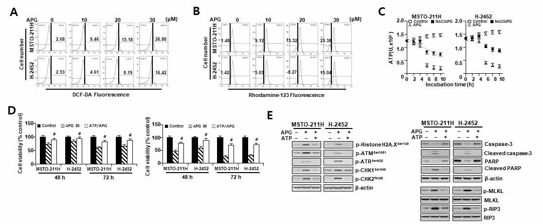 산성 환경에 적응시킨 MSTO-211H 및 H2452세포에서 mitochiondria기능에 대한 apigenin의 효과 (A) Flow cytometry를 이용한 ROS 측정 결과. (B) Flow cytometry를 이용한 mitochondrial membrane potential 측정 결과. (C) 세포내 ATP농도 측정. (D) ATP첨가(1 mM) 후 세포생존율 분석 결과. (E) ATP첨가 후 DNA 손상 반응-, apoptosis- 및 necroptosis-유도 관련 단백질 발현 분석 결과. APG, apigenin