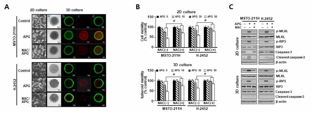 산성 환경에 적응시킨 MSTO-211H 및 H2452세포의 2D 단일층 배양 및 3D spheroid 배양에서 apigenin 및 NAC 전처리의 효과. Spheroid의 vital staining후 형태학적 관찰 (왼쪽에서 오른쪽으로: [a] 위상차 현미경 관찰 이미지, [b] 녹색 염색: FDA (+) 살아있는 세포의 형광 이미지, [c] 빨간색 염색: PI (+) 죽은 세포, [d] 병합 이미지 (× 100). (B) 스페로이드 생존율 분석 결과. (C) Necroptosis 및 apoptosis 관련 단백질 발현 분석 결과. APG, apigenin (30 uM); NAC, N-acetylcysteine (5 mM)