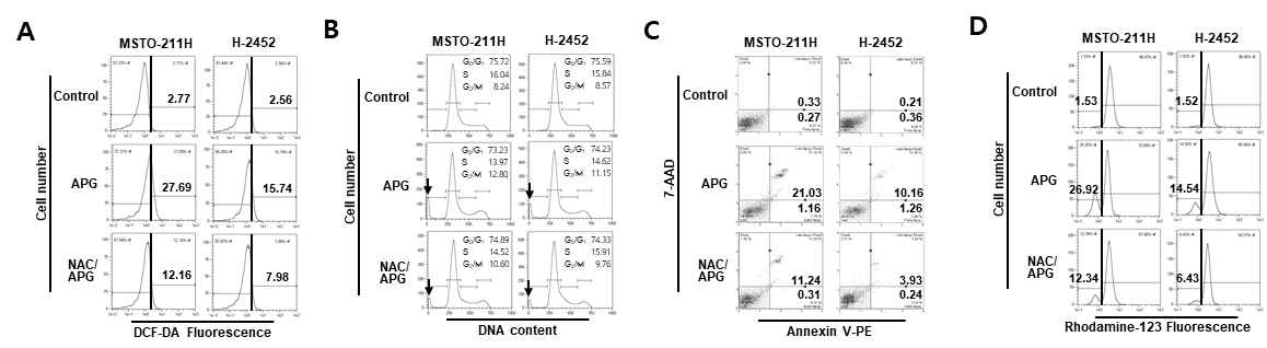 산성 환경에 적응시킨 MSTO-211H 및 H2452세포에서 apigenin에 의해 유도된 세포 독성에서 ROS scavenger NAC 전처리 효과. (A) ROS 측정 결과. (B) 세포주기 분석. (C) Annexin V-PE binding assay. (D) Mitochondrial membrane potential 측정 결과. APG, apigenin (30 uM); NAC, N-acetylcysteine (5mM)