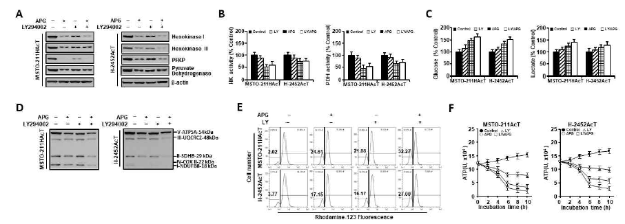 산성 환경에 적응시킨 MSTO-211HAcT 및 H2452AcT세포에서 apigenin의 포도당대사 억제 및 Ly294002전처리 효과. (A)포도당분해 관련 주요 효소의 발현 변화 결과. (B) Hexokinase 및 pyruvate dehydrogenase활성 변화 결과. (C) 배양액내 glucose 및 lactic acid농도 변화. (D) Mitochondria 전자전달계 효소 I-V의 발현 변화 결과. (E) Mitochondria막 전위 결과. (F) 세포내 ATP농도 변화. APG, apigenin; LY, LY294002