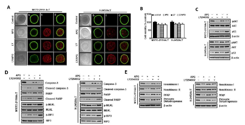 산성 환경에 적응시킨 MSTO-211H 및 H2452세포의 3D spheroid 배양에서 apigenin의 포도당대사 억제 및 Ly294002전처리 효과.(A)Spheroid의 vital staining후 형태학적 관찰 (왼쪽에서 오른쪽으로: [a] 위상차 현미경 관찰 이미지, [b] 녹색 염색: FDA (+) 살아있는 세포의 형광 이미지, [c] 빨간색 염색: PI (+) 죽은 세포, [d] 병합 이미지 (× 100). (B) Spheroid cell 생존율 분석 결과. (C) pAkt, p53 단백질 발현의 변화 결과. (D) Necroptosis 및 apoptosis 관련 단백질 발현 분석 결과. (E) 포도당분해 관련 주요 효소의 발현의 변화 결과. APG, apigenin (30 uM); LY, LY294002