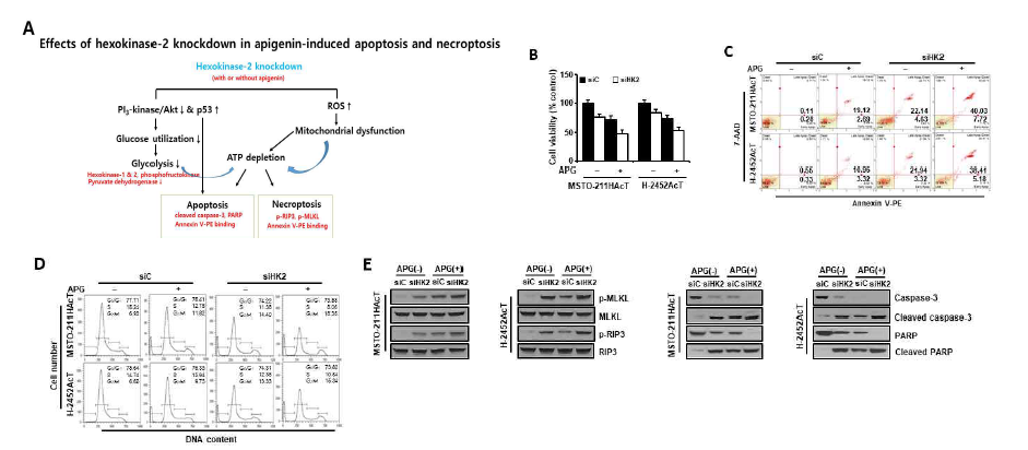 산성 환경에 적응시킨 MSTO-211HAcT 및 H2452AcT 세포에서 apigenin에 의한 세포사유도 및 hexokinase-2 knockdown 효과. (A) 최종 결과 요약도. (B) 세포생존율 분석 결과. (C) Annexin V-PE binding assay 결과. (D) 세포주 기 분석 결과. (E) Necroptosis 및 apoptosis 관련 단백질 발현 변화. APG, apigenin (30 uM); siC, control siRNA; siHK2, hexokinase 2-targeting siRNA